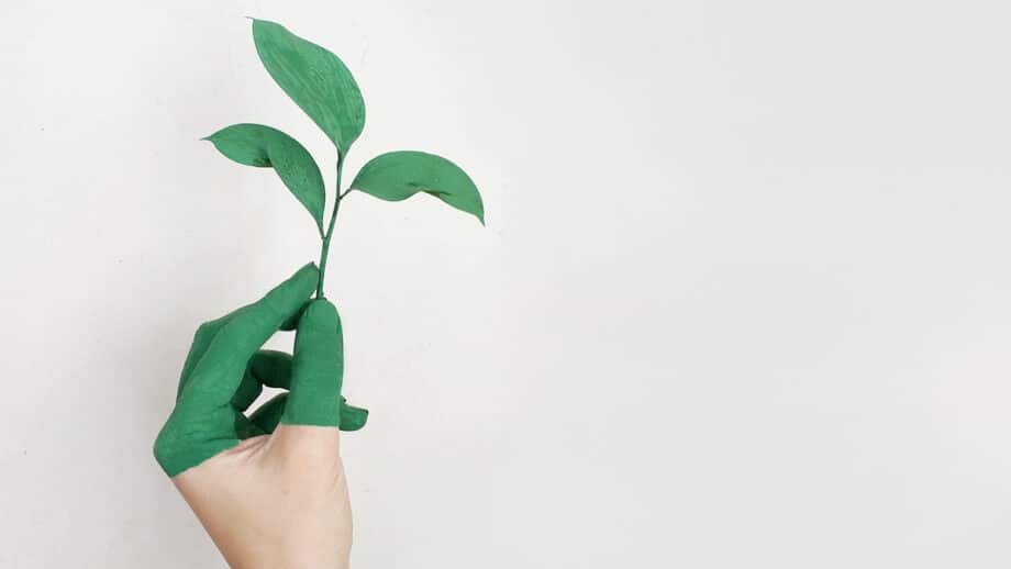 A hand with green paint on the fingers is holding a small green plant with several leaves against a plain, light background.