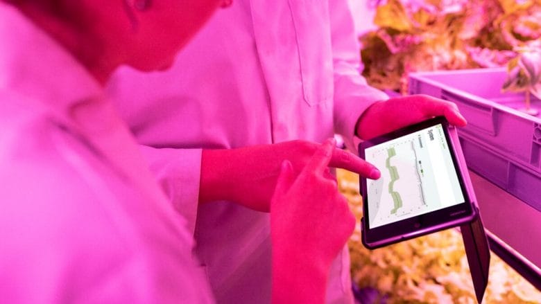 Two people in lab coats examine data on a tablet in a pink-lit indoor farm.