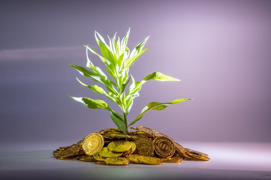 green-leafed plant