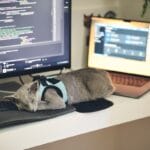 A gray cat wearing a harness sleeps on a keyboard in front of a computer monitor and a laptop on a desk.