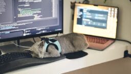 A gray cat wearing a harness sleeps on a keyboard in front of a computer monitor and a laptop on a desk.