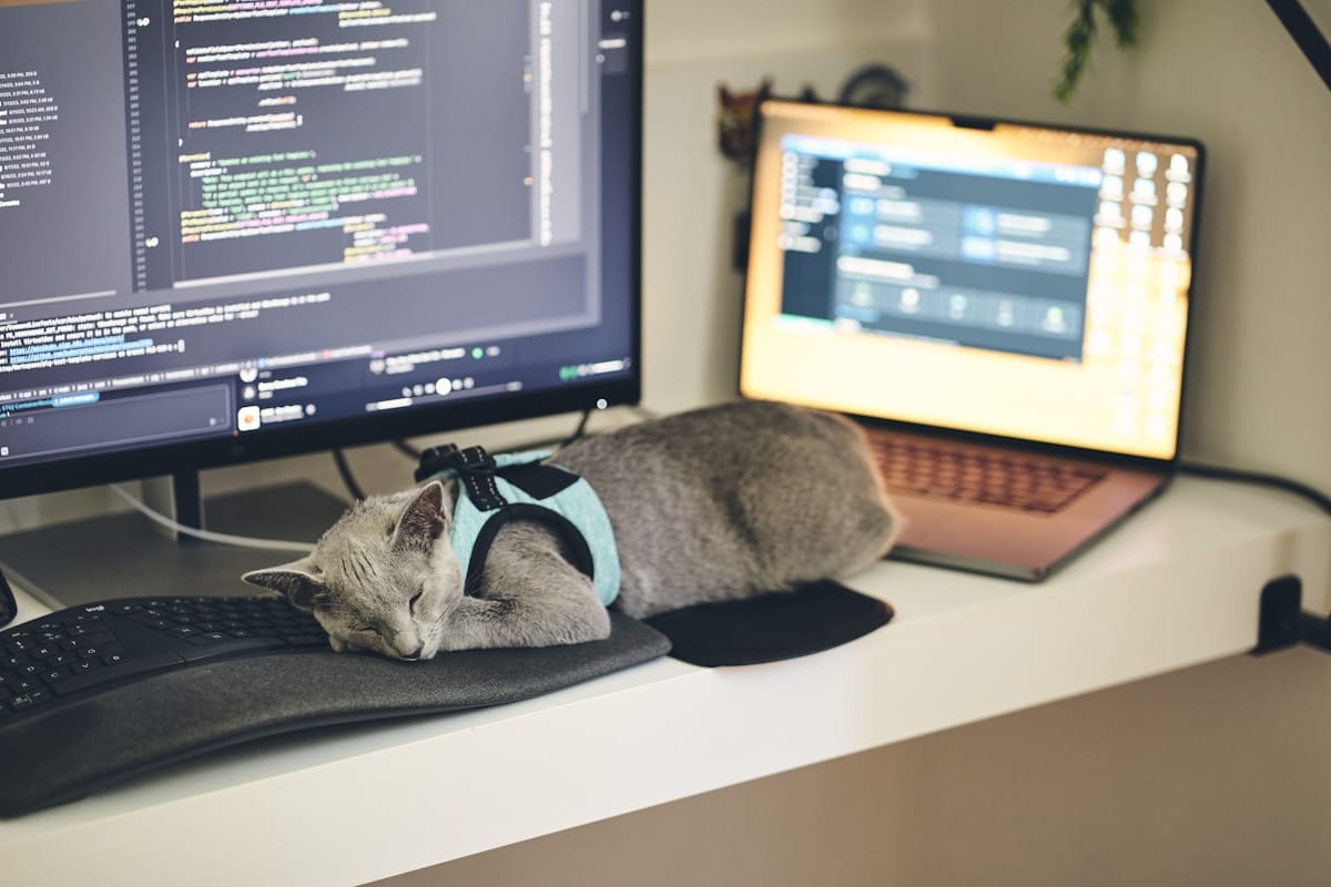 A gray cat wearing a harness sleeps on a keyboard in front of a computer monitor and a laptop on a desk.