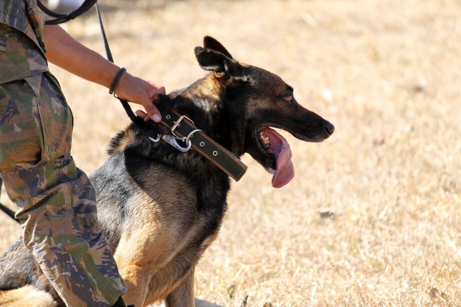 A person in camouflage holds a working dogs collar while the dog sits on dry grass with its mouth open and tongue out.