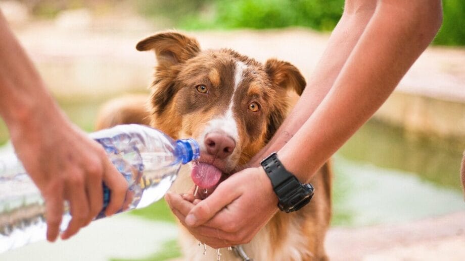 A brown and white dog drinks water from a persons hand, poured from a plastic bottle, outdoors near water.